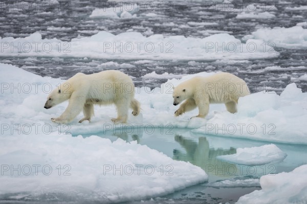 Polar bears (Ursus maritimus) on the pack ice at 82 degrees north, mother with cubs, Svalbard Island, Svalbard archipelago, Svalbard and Jan Mayen, Norway, Europe