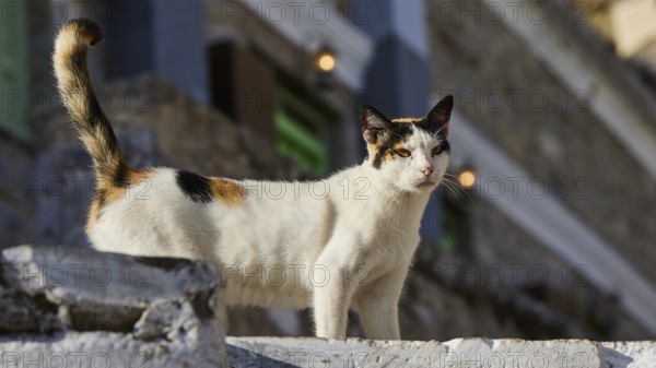 A cat stands curiously on a staircase with a building in the background, cat (n), Olymbos, mountain village, morning light, Karpathos, Dodecanese, Greek Islands, Greece, Europe