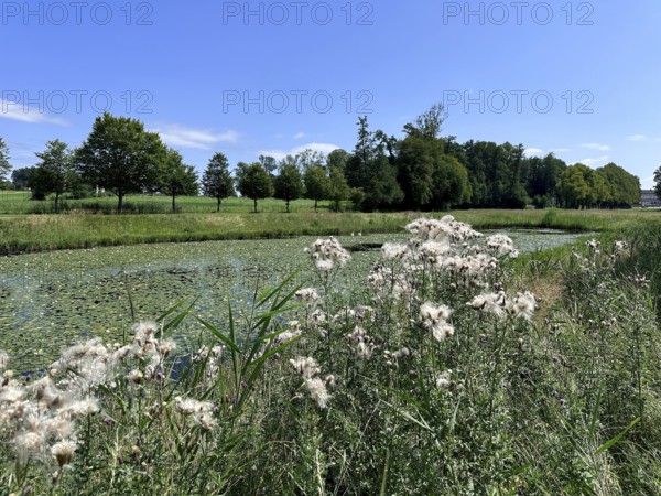 Field thistle (Cirsium arvense), in the background landscape on Herrenchiemsee with large canal in front of Herrenchiemsee Castle, Herrenchiemsee Island, Chiemsee, Bavaria, Germany, Europe