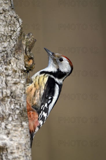 Middle spotted woodpecker (Dendrocopos medius), Dingdener Heide nature reserve, North Rhine-Westphalia, Germany, Europe