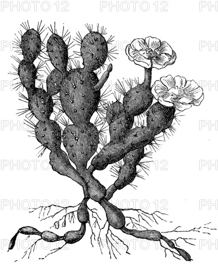 Cactus, Opuntia filipendula, with flower, illustration from 1890, historical, digital reproduction of an original from the 19th century