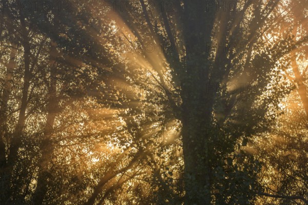 Rays of the rising sun through trees in the morning mist at sunrise. Bas rhin, Alsace, France, Europe