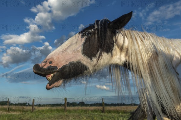 Irish cob horse portrait in a pasture in spring. Lower Rhine, Alsace, France, Europe