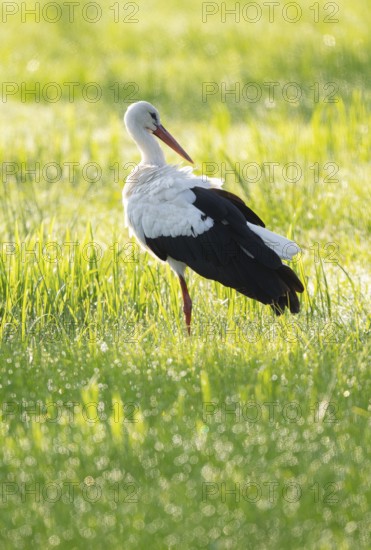 White stork (Ciconia ciconia) foraging in a meadow in the early morning, dew beads on the grass, Lower Saxony, Germany, Europe