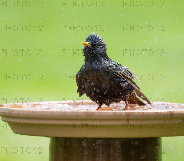 Starling (Sturnus vulgaris) bathing in a bird bath, Lower Saxony, Germany, Europe