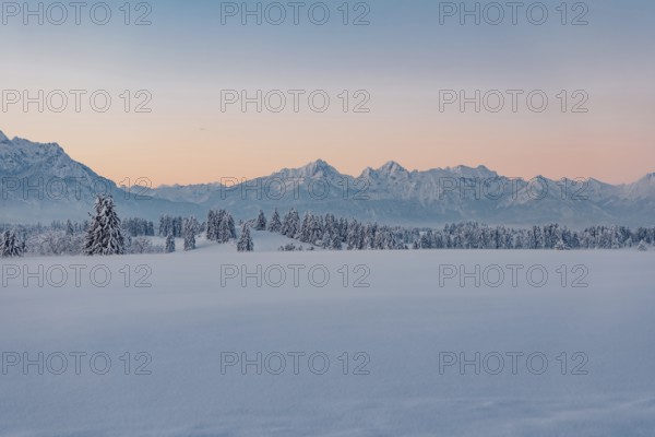 Deep snowy winter morning mood near Halblech in the foothills of the Alps in the Allgäu with the mountains in the background, Bavaria, Germany, Europe