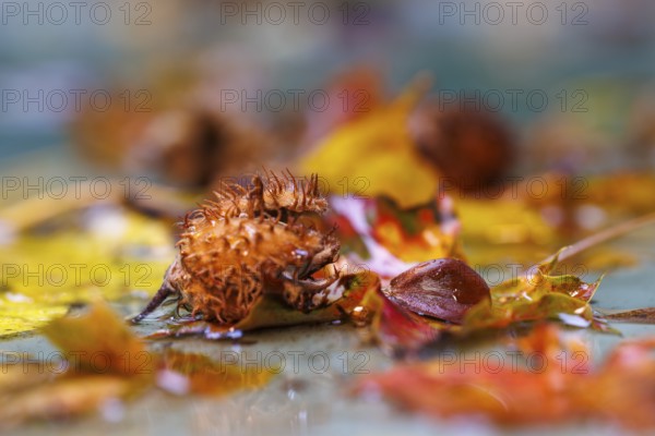 Beech nuts Fruits of the copper beech (Fagus sylvatica), Germany, Europe