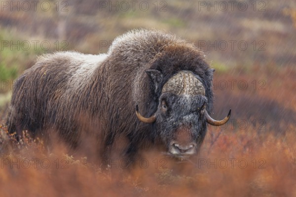 Musk ox (Ovibos moschatus), standing, frontal, in the rain, autumn tundra, mountains, Dovrefjell National Park, Norway, Europe