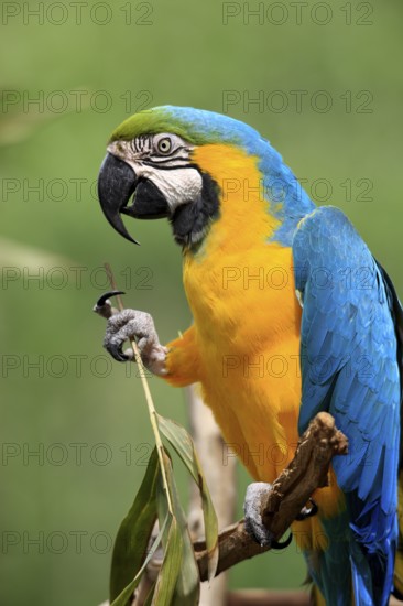 Yellow-breasted Macaw (Ara ararauna), Adult, portrait, Tree, Waiting, attentive, feeding, foraging, Pantanal, Brazil, South America