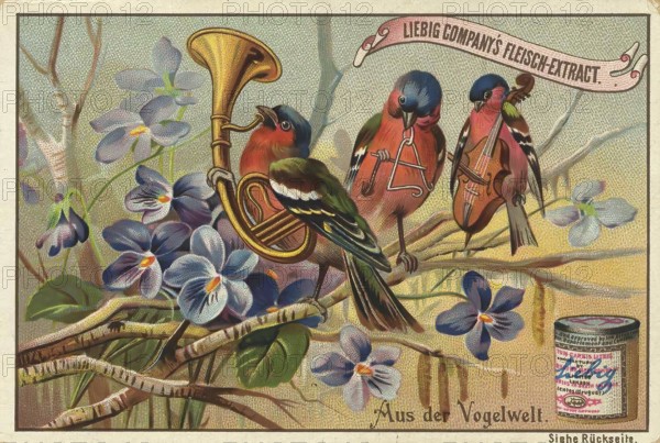 Picture series From the world of birds, birds as musicians, orchestra, Liebig picture, digitally restored reproduction of a collector's picture from around 1900, public domain, exact date unknown, three birds playing musical instruments, surrounded by vintage-style flowers