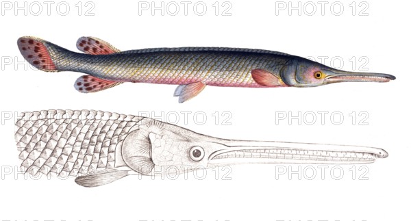 Fish, Fish, Genus of Pike, Esox osseus, Green Pike, Green Gar Fish, Historical, digitally restored reproduction from a 19th century original, Record date not stated