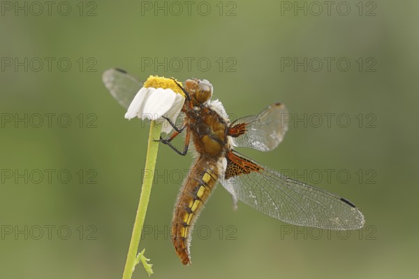 Broad-bodied chaser (Libellula depressa), female, Provence, Southern France