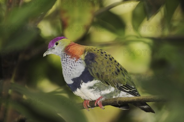 Superb fruit dove (Ptilinopus superbus), male, captive, occurring in Asia and Australia