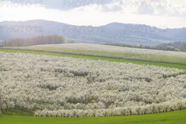 Fruit blossom near Maxen in the Eastern Ore Mountains, Maxen, Saxony, Germany, Europe