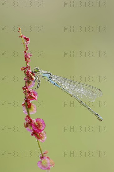 Small red-eyed damselfly (Erythromma viridulum), female with dewdrops, North Rhine-Westphalia, Germany, Europe