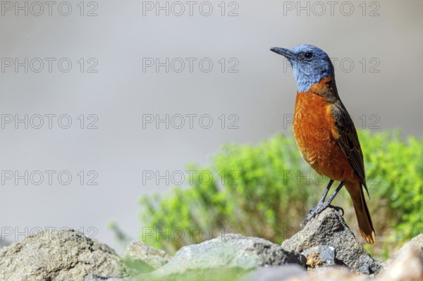 Cliff thrush, (Monticola rupestris), Monticole rocar, Cape rock thrush, A31, Mokhotlong District, Lesotho, Mokhotlong District, Lesotho, Africa