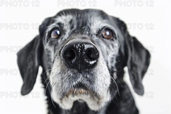 Close up of dog nose of very old dog with gray hair on white background. KI generiert, generiert, AI generated