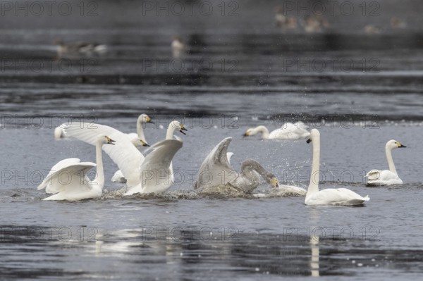 Tundra swans (Cygnus bewickii), fighting, Emsland, Lower Saxony, Germany, Europe