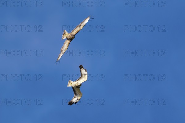 Two buzzards (Buteo buteo) in flight against a bright blue sky, circling each other, Hesse, Germany, Europe