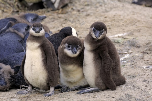 African penguin (Spheniscus demersus), juvenile, group, Boulders Beach, Simonstown, Western Cape, South Africa, Africa