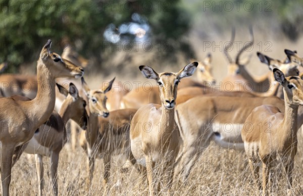 Herd of impala (Aepyceros melampus) in tall grass, black heeler antelope, Kruger National Park, South Africa, Africa