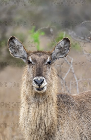 Ellipsen waterbuck (Kobus ellipsiprymnus), adult female, animal portrait, Kruger National Park, South Africa, Africa