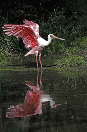 Roseate spoonbill (Platalea ajaja), adult, spreading wings, at the water, Florida, USA, North America