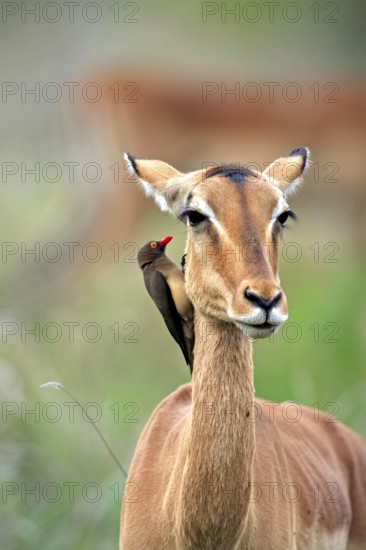 Red-billed oxpecker (Buphagus erythrorynchus), adult, on black heeler antelope, impala, (Aepyceros melampus), foraging, social behaviour, symbiosis, Kruger National Park, Kruger National Park, South Africa, Africa