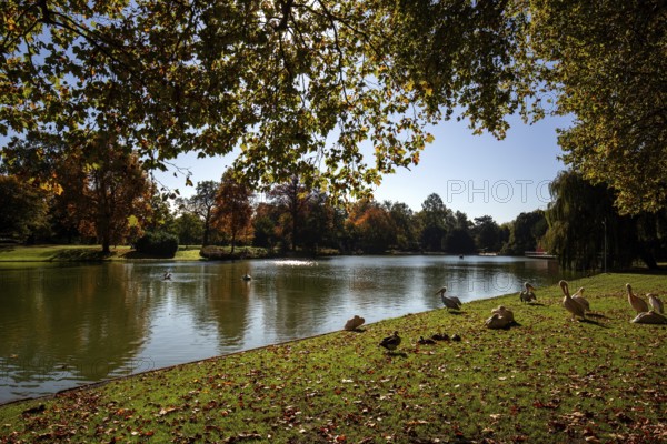 Pelicans (Pelecanidae, Pelecanus) on a meadow in front of a lake, trees in autumn colours, backlight, Zoologischer Stadtgarten, Karlsruhe, Baden-Württemberg, Germany, Europe