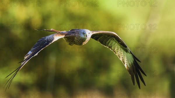 Red Kite, Milvus milvus, bird in flight