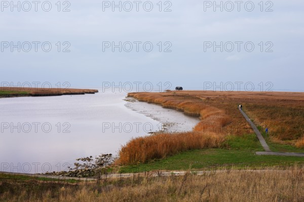 Low water, reed, mudflats, Dollart, Nieuwe Statenzijl, Netherlands