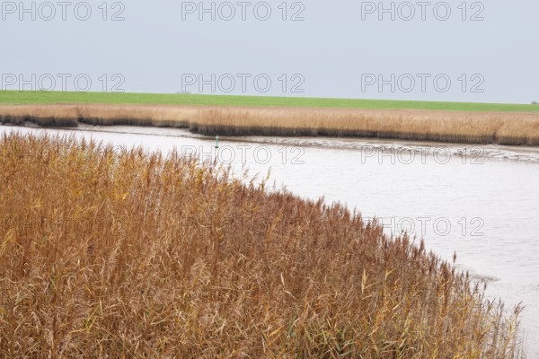 Low water, reed, mudflats, Dollart, Nieuwe Statenzijl, Netherlands