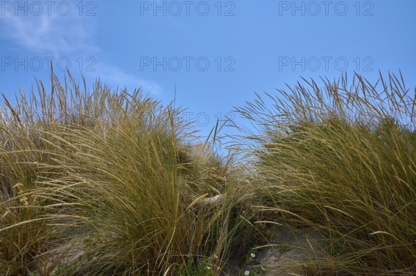 Tall yellow grasses bend in the wind against a clear blue sky, summer, Saintes-Maries-de-la-Mer, Camargue, France, Europe