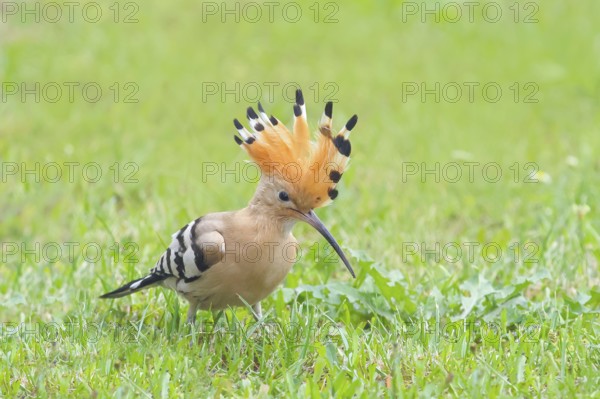 Hoopoe (Upupa epops) foraging in the grass, with bonnet up, Wildlife, Animals, Birds, Migratory bird, Siegerland, North Rhine-Westphalia, Germany, Europe