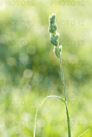 Orchard grass (Dactylis glomerata) wetted by autumn morning dew, soft light, blurred background, sunny day, Allertal, Lower Saxony, Germany, Europe