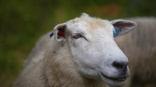 Close-up of the face of a sheep (Ovis), domestic sheep (Ovis aries), animal portrait, ungulate, portrait, lateral, cloven-hoofed, one, mammal, Tynset, Norway, Europe