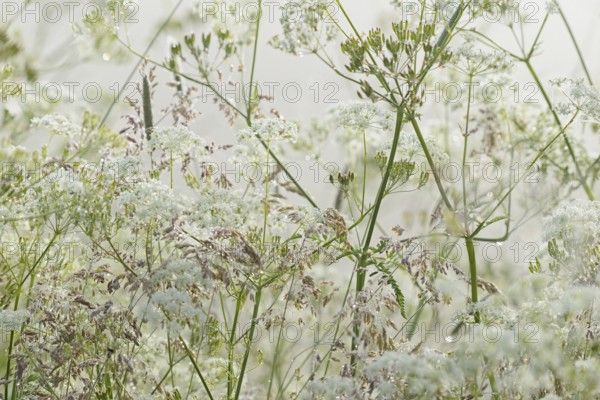 Umbellifer (Apiaceae) and true grasses (Poaceae) with morning dew in the fog, North Rhine-Westphalia, Germany, Europe