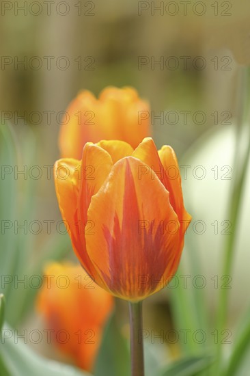 Tulip (Tulipa), flower orange colour in a flower bed Wilnsdorf, North Rhine-Westphalia, Germany, Europe