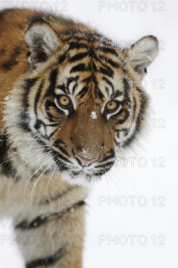 Sumatran tiger (Panthera tigris sumatrae) in the snow, captive, native to Sumatra, Indonesia, Asia