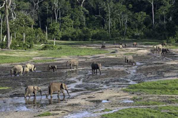 African forest elephants (Loxodonta cyclotis) in the Dzanga Bai forest clearing, Dzanga-Ndoki National Park, Unesco World Heritage Site, Dzanga-Sangha Complex of Protected Areas (DSPAC), Sangha-Mbaéré Prefecture, Central African Republic, Africa