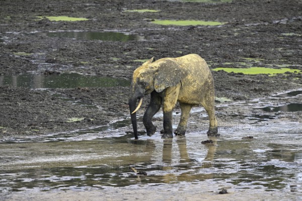 African forest elephant (Loxodonta cyclotis) in the Dzanga Bai forest clearing, Dzanga-Ndoki National Park, Unesco World Heritage Site, Dzanga-Sangha Complex of Protected Areas (DSPAC), Sangha-Mbaéré Prefecture, Central African Republic, Africa