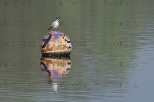 Common tern (Sterna hirundo) adult bird calling from a bouy in a lake, England, United Kingdom, Europe