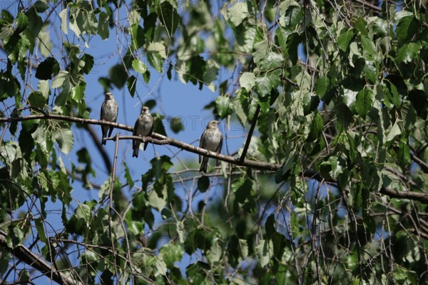 Young goldfinches, September, Saxony, Germany, Europe