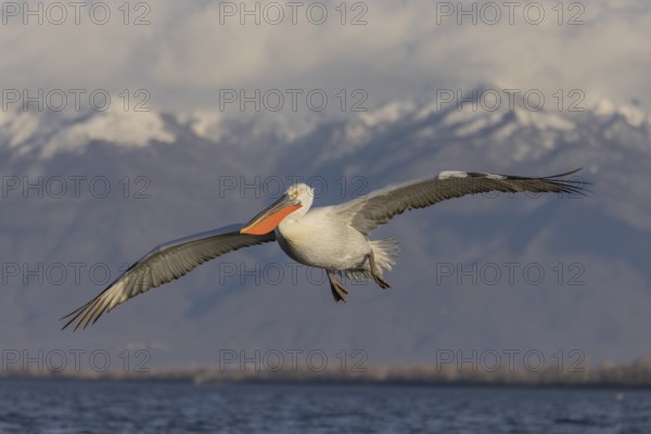 Dalmatian pelican (Pelecanus crispus), flying, snow-capped mountains in the background, magnificent plumage, Lake Kerkini, Greece, Europe