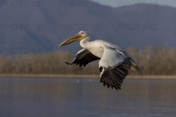 Great white pelican (Pelecanus onocrotalus), flying, Lake Kerkini, Greece, Europe