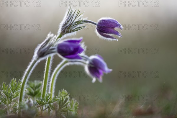 Common pasque flower (Pulsatilla vulgaris), Ranunculaceae, Rauer Stein, Irndorf, Upper Danube Nature Park, Baden-Württemberg, Germany, Europe