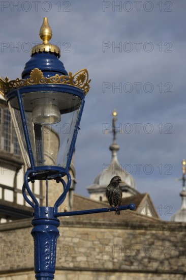 Common starling (Sturnus vulgaris) adult bird on a metal lamp post with a dome of the Tower of London in the background, London, England, United Kingdom, Europe