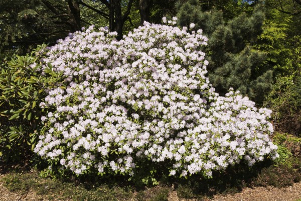 White and mauve flowering Rhododendron, Azalea shrub in spring, Montreal Botanical Garden, Quebec, Canada, North America