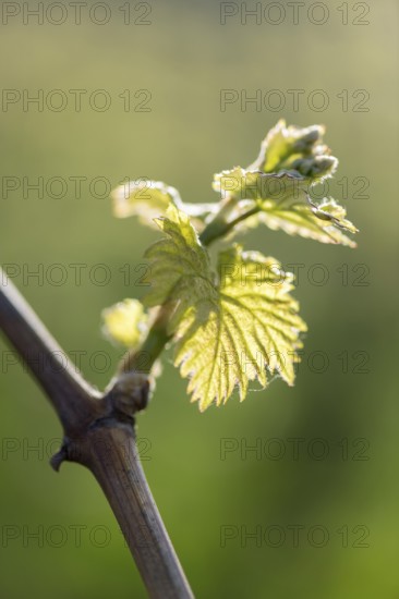 Young leaves of a grapevine in spring, viticulture, budding, shoots, vines, Baden-Württemberg, Germany, Europe