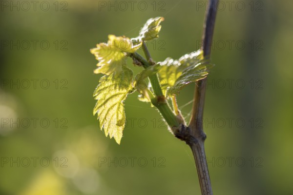 Young leaves of a grapevine in spring, viticulture, budding, shoots, vines, Baden-Württemberg, Germany, Europe